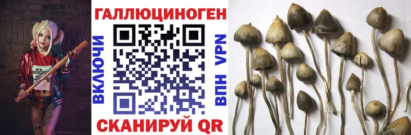 Псилоцибиновые грибы Psilocybe  Йошкар-Ола 
